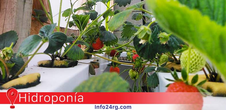 hidroponía