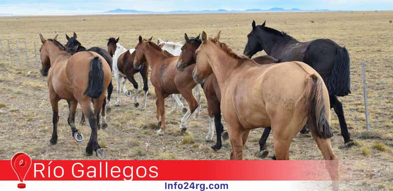 Caballos sueltos
