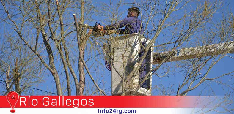 poda en arbolado de la zona del centro