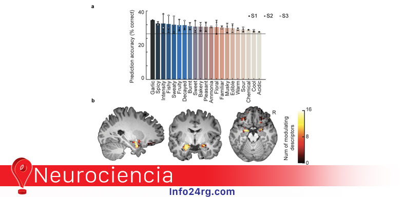 humanos ajustan su olfateo según el olor