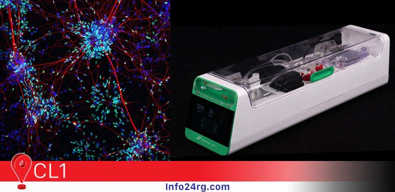 Computadoras con células humanas