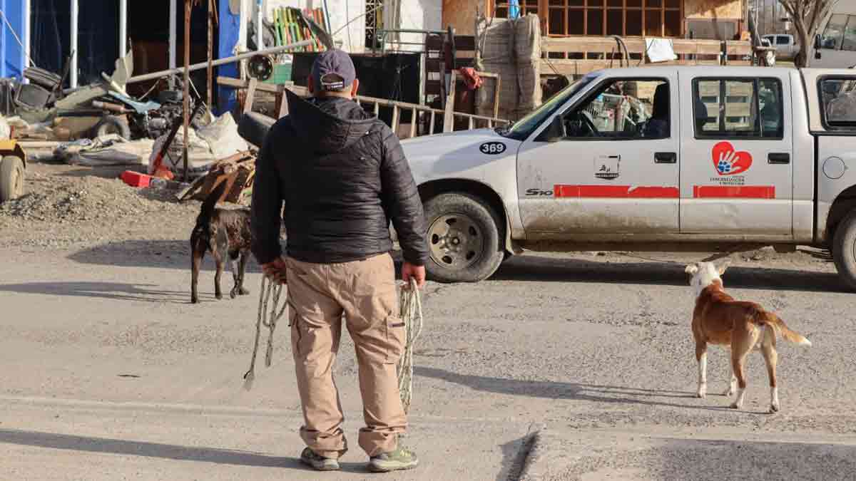 Perros sueltos, basura y comercios irregulares: el mapa que dejó Río Gallegos en Orden