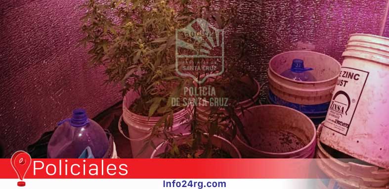 causa de amenazas y secuestran plantas de cannabis