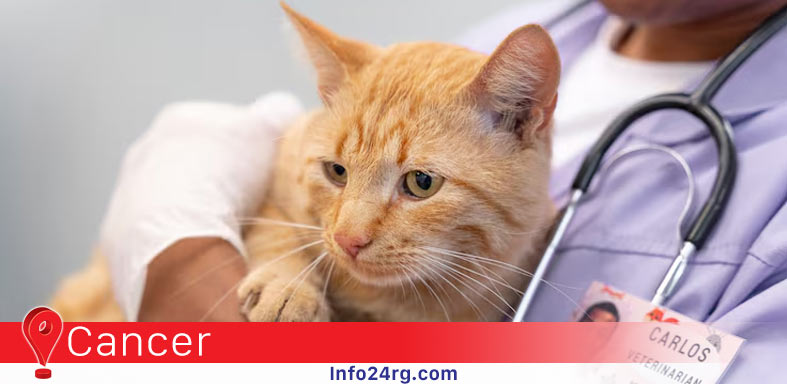 Cáncer en gatos