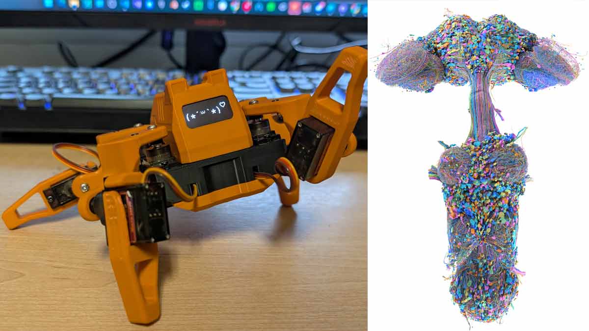 El cerebro de una mosca muerta ya puede guiar robots: qué hay detrás