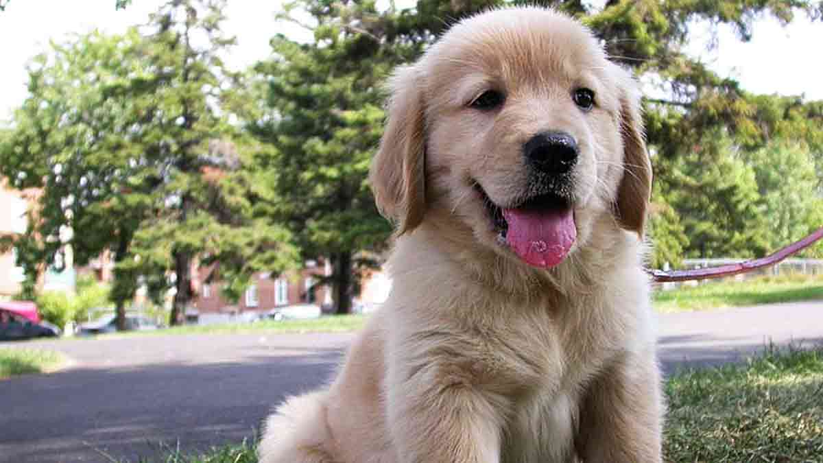 Un estudio encuentra sorprendentes similitudes al envejecer entre perros y humanos