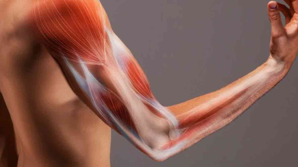 Un avance científico abre una nueva vía para combatir la pérdida de masa muscular