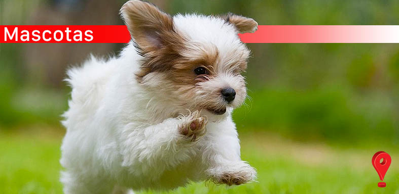 Las mascotas ayudan a liberar estrés