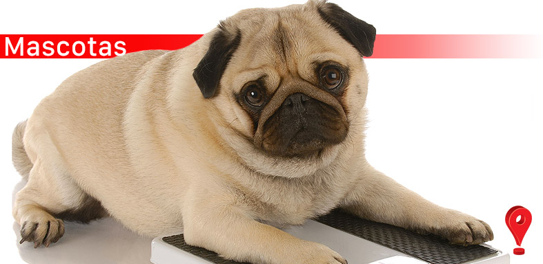 Mascotas