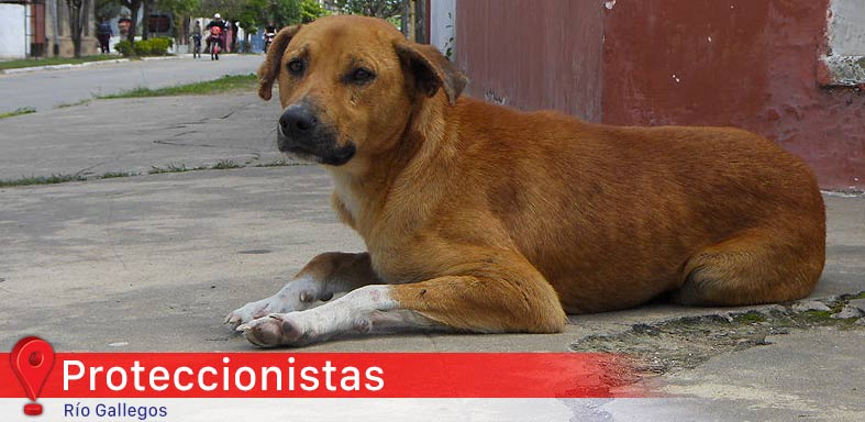 Tribuna Ambiental
